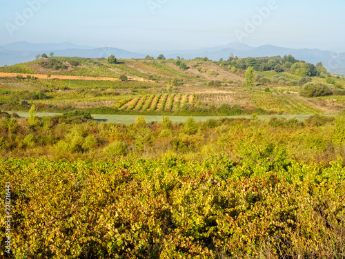 Autumn vineyards just before harvest in the region of El Bierzo - Camponaraya, Castile and Leon, Spain