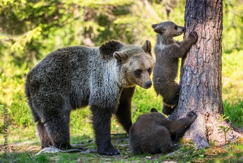 She-Bear and Cubs. Brown bear. Scientific name: Ursus Arctos Arctos. In the summer forest. Natural habitat.