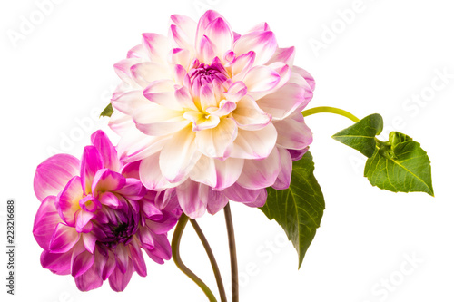 Fotografiet Beautiful colorful arrangement dahlia flowers isolated on a white background