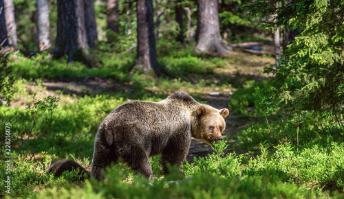 Wild Brown bear  in the summer forest. Scientific name: Ursus Arctos. © Uryadnikov Sergey