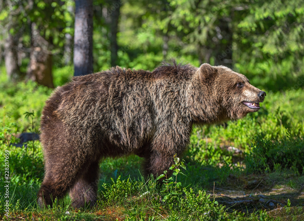 Wild Brown bear in the summer forest. Scientific name: Ursus Arctos.
Wild Brown bear in the summer forest. Scientific name: Ursus Arctos.