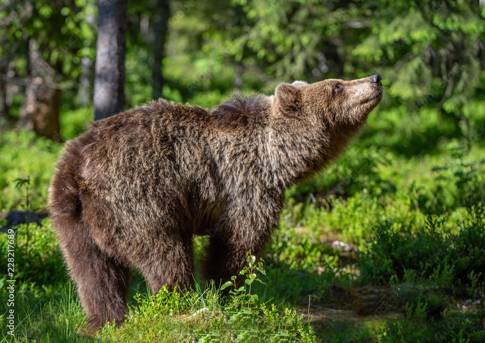 Wild Brown bear in the summer forest. Scientific name: Ursus Arctos.
Wild Brown bear in the summer forest. Scientific name: Ursus Arctos.