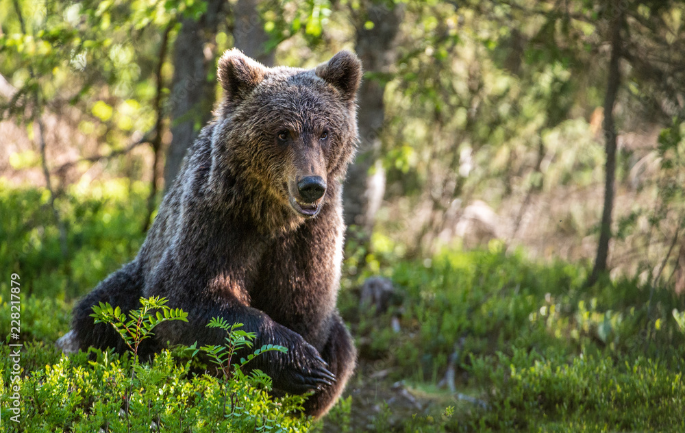 Obraz premium Wild Brown bear in the summer forest. Scientific name: Ursus Arctos. 