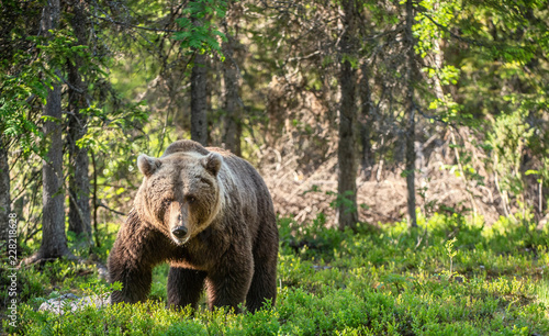 Brown bear in the summer forest. Natural habitat. Scientific name: Ursus Arctos. Green natural background.