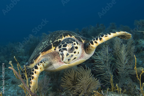 Underwater sea turtle, Key Largo, Florida photo
