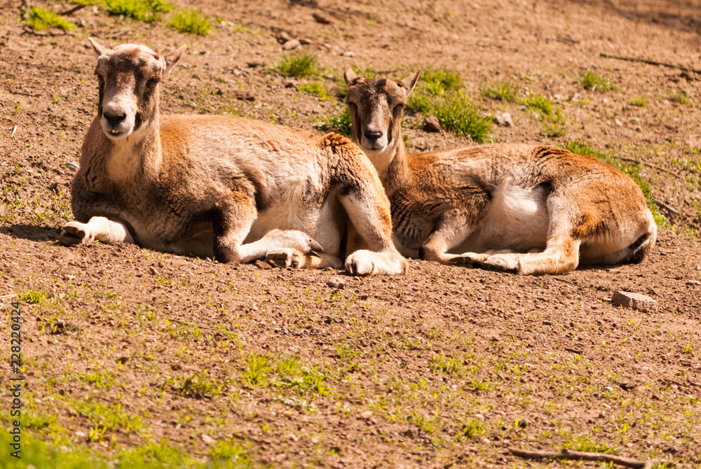Fototapeta premium goat on pasture