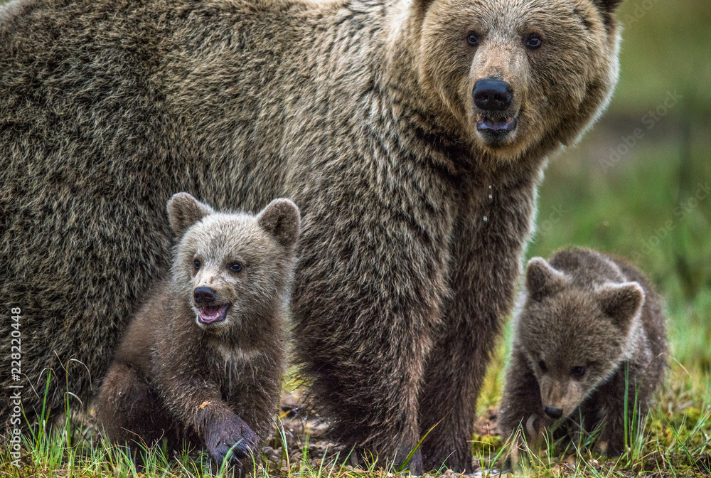 Fototapeta premium She-Bear and Cubs. Brown bear. Scientific name: Ursus Arctos Arctos. In the summer forest. Natural habitat.