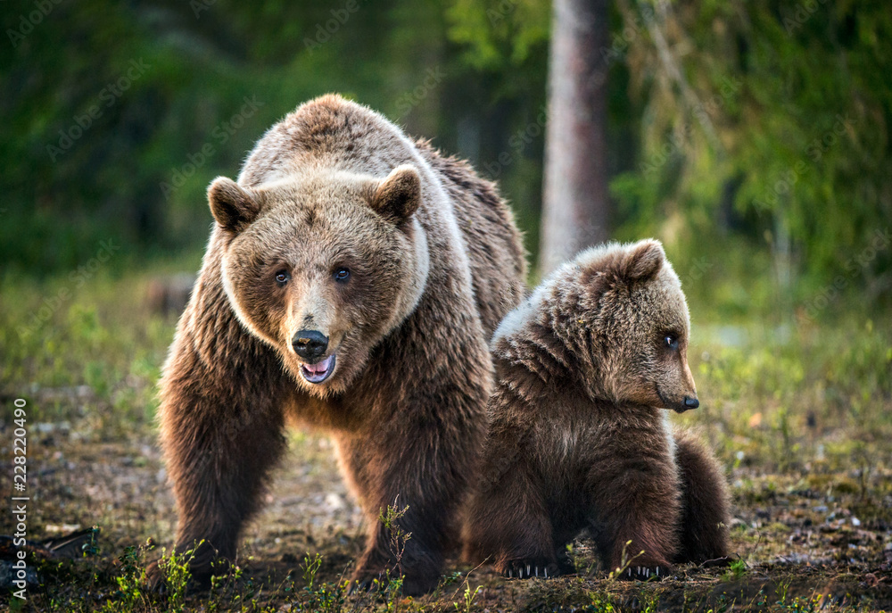She-Bear and Cubs. Brown bear. Scientific name: Ursus Arctos Arctos. In the summer forest. Natural habitat.