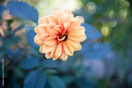 dahlia