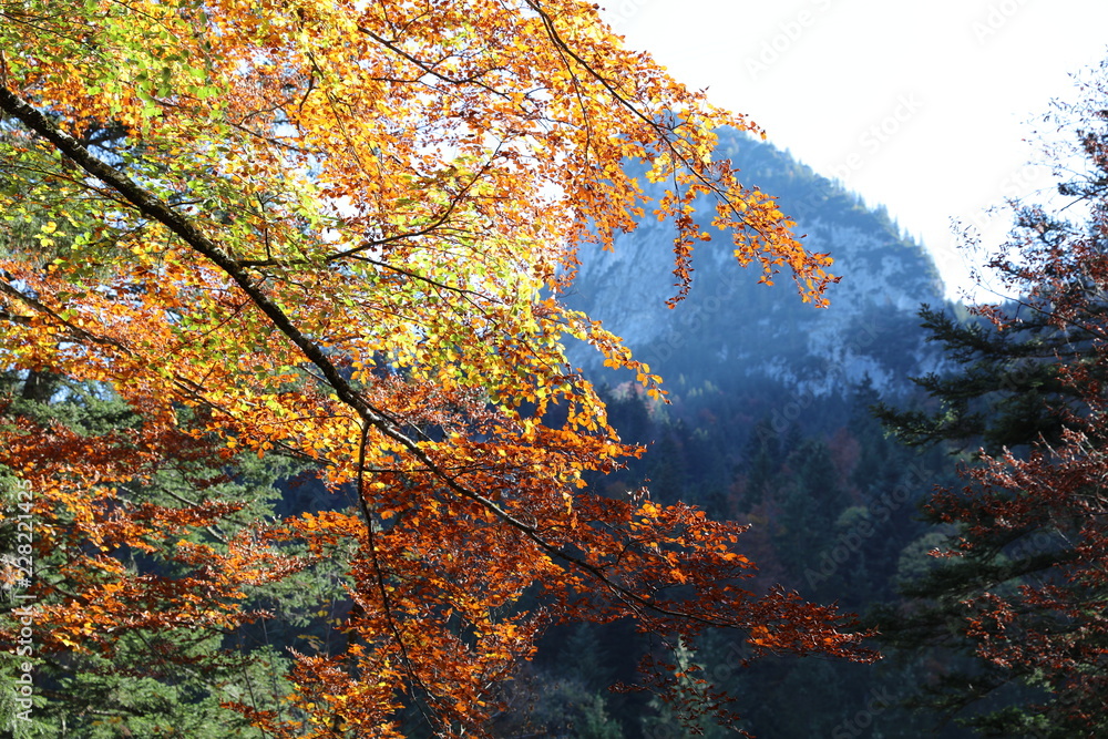 Colourful foliage in autumn forest with mountains in background