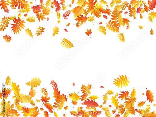 Wallpaper Mural Oak, maple, wild ash rowan leaves vector, autumn foliage on white background. Torontodigital.ca