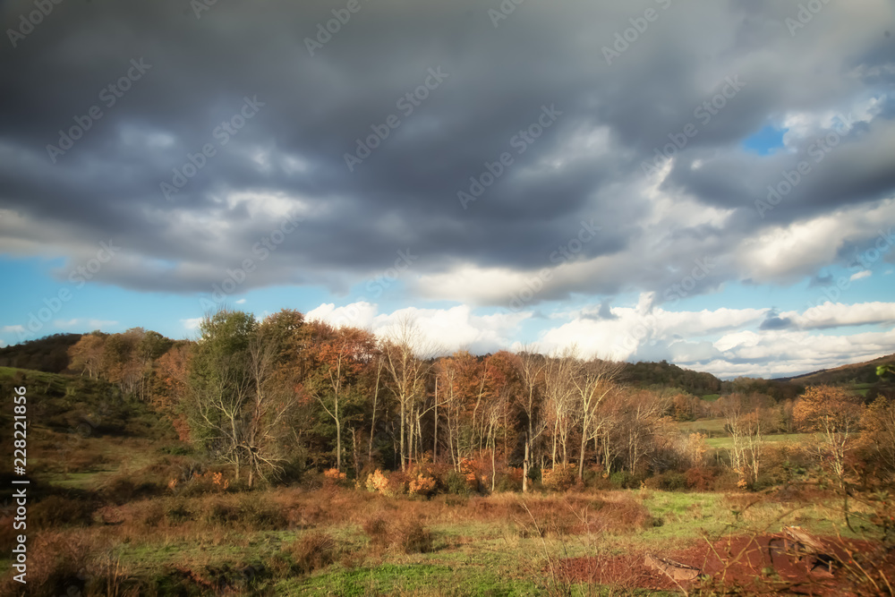 Rain clouds over a tree formation