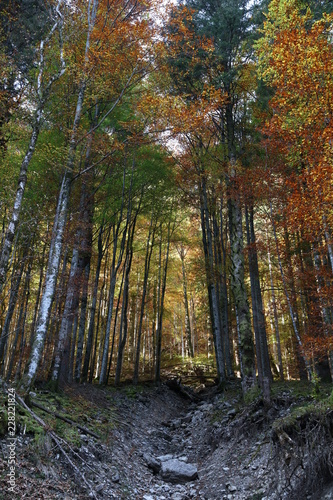 Forest trees with colourful foliage and ravine