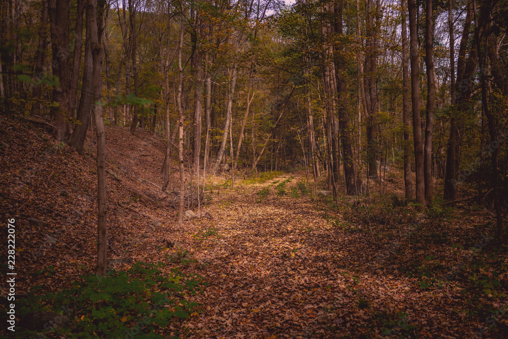 Fototapeta premium Fall Tail Perspective