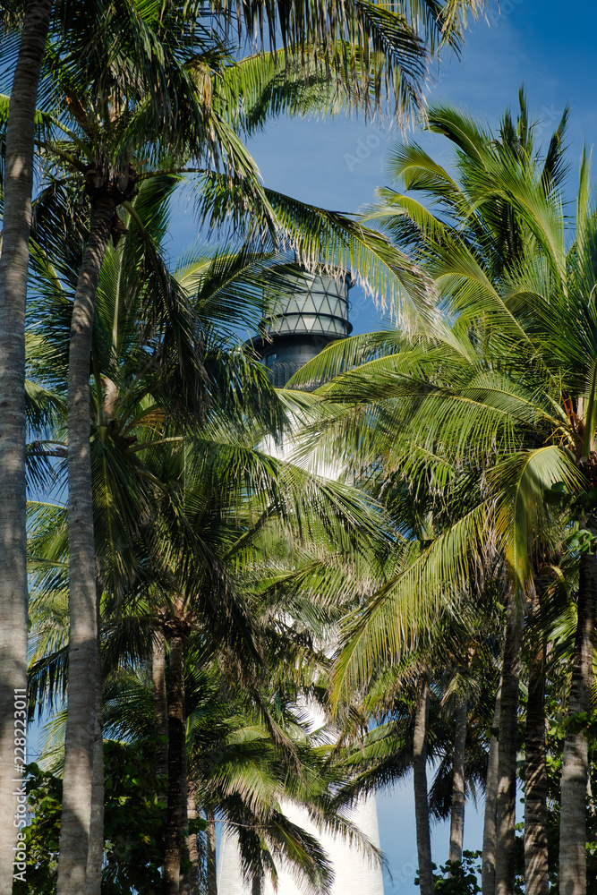 The Cape Florida lighthouse as seen through the many tropical palm trees located there The Cape Florida lighthouse as seen through the many tropical palm trees located there