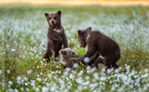 Bear Cub stands on its hind legs. Brown bear ( Scientific name: Ursus arctos) cubs playing on the swamp in the forest. White flowers on the bog in the summer forest.