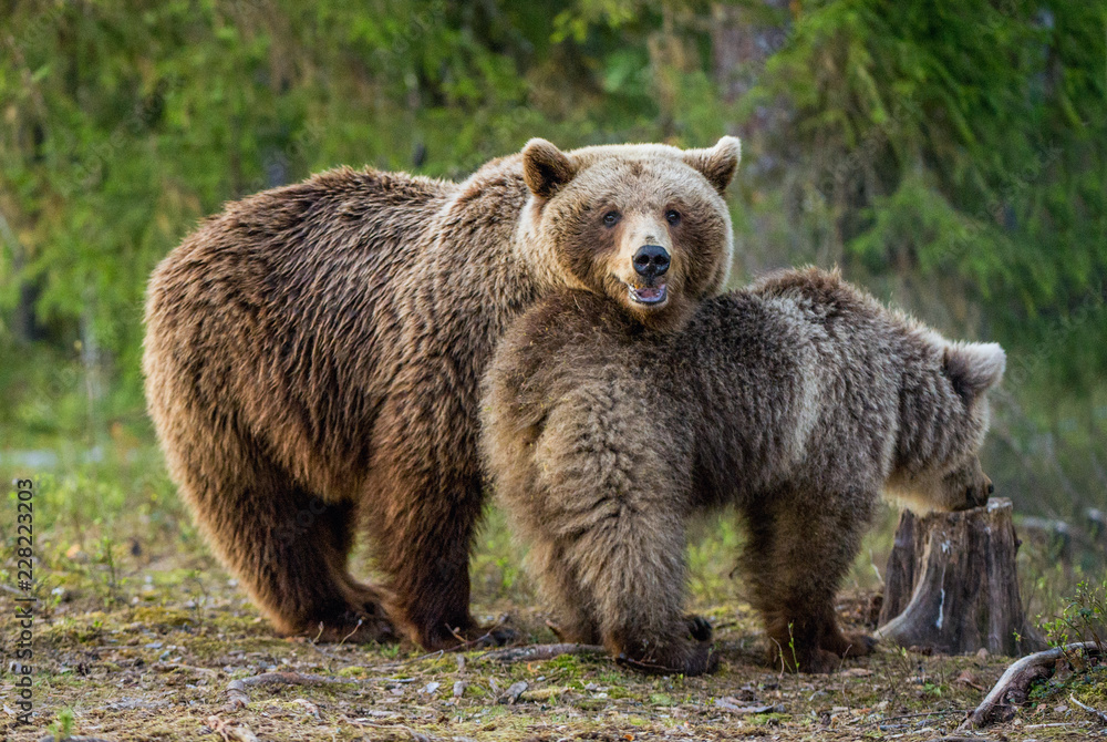 She-bear and bear-cub. Cub and Adult female of Brown Bear in the forest at summer time. Scientific name: Ursus arctos. She-bear and bear-cub. Cub and Adult female of Brown Bear in the forest at summer time. Scientific name: Ursus arctos.