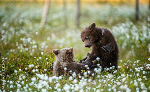 Brown bear cubs playing in the forest. Sceintific name: Ursus arctos.