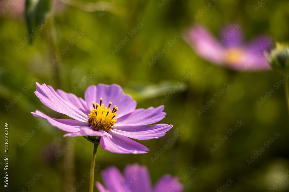 Beautiful Cosmos flowers blooming in the garden Beautiful Cosmos flowers blooming in the garden