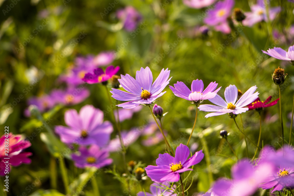 Beautiful Cosmos flowers blooming in the garden Beautiful Cosmos flowers blooming in the garden