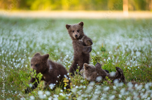 Bear Cub stands on its hind legs. Brown bear ( Scientific name: Ursus arctos) cubs playing on the swamp in the forest. White flowers on the bog in the summer forest.