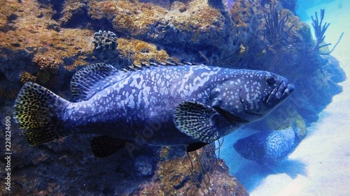 Profile of a Grouper Fish at the Downtown Aquarium in Denver  Colorado