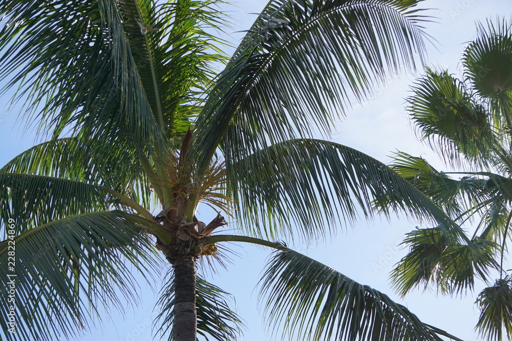 Fototapeta premium beaches water rocks lighthouse palm trees islands ropes 