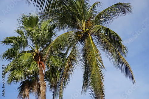 beaches water rocks lighthouse palm trees islands ropes 