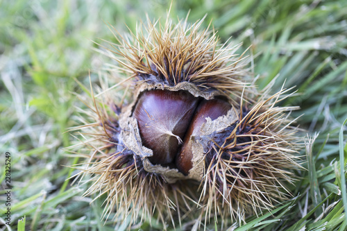 chestnuts in burrs