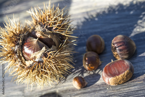 Wallpaper Mural chestnuts in burrs Torontodigital.ca