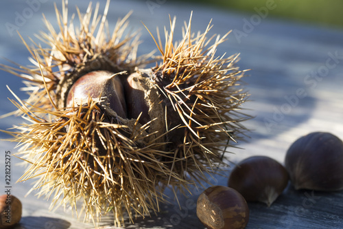 Wallpaper Mural chestnuts in burrs Torontodigital.ca