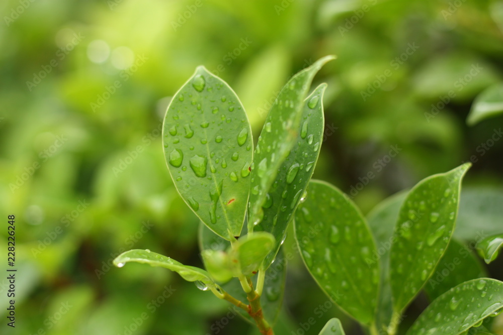 green plant background in the morning green plant background in the morning