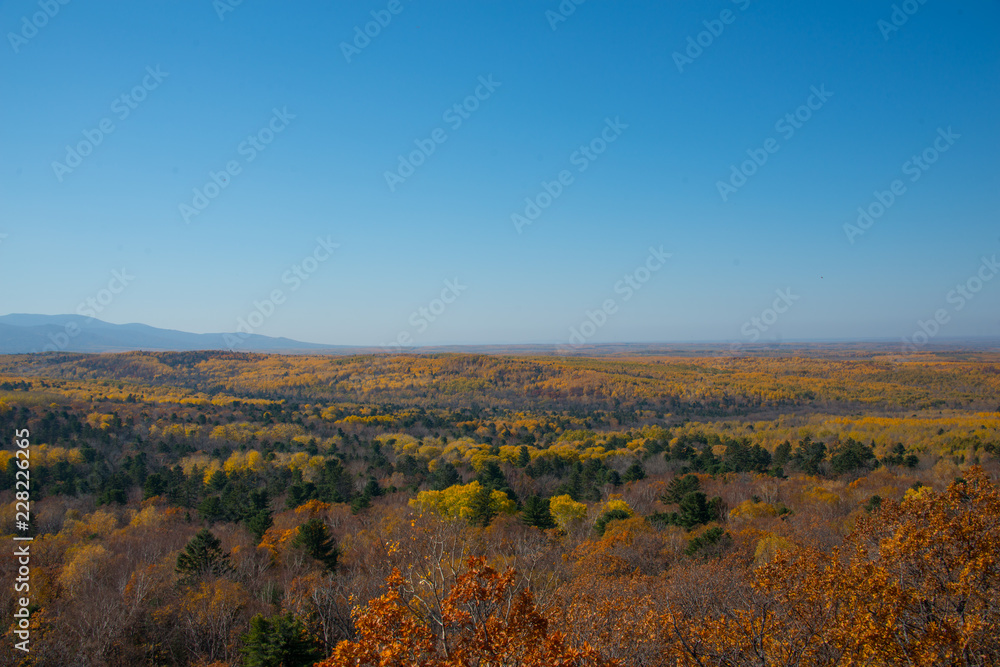 the mountain autumn landscape with colorful forest