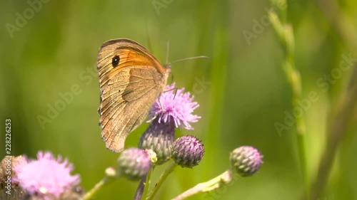 Butterfly Coenonympha Glycerion on flower photo