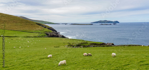 Slika na platnu green fields and pasture with grazing sheep along the rugged Irish coast