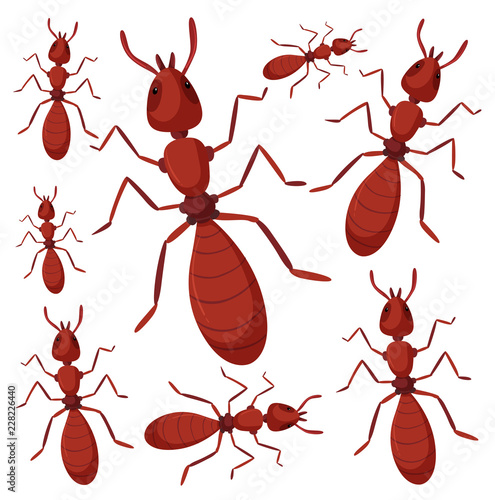 Group of ants on white background