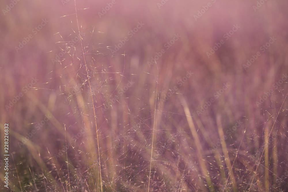 pink muhly Grass. reed. pink color background.