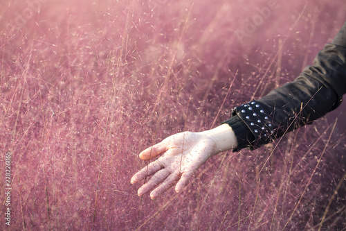 pink muhly Grass. reed. pink color background.