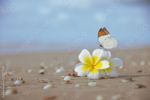 Fototapeta Naklejka Na Ścianę i Meble -  Flower and butterfly on the beach