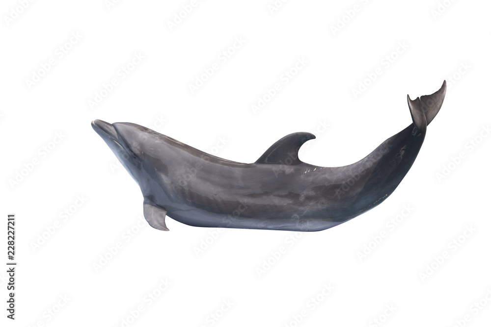 Obraz premium Pokaż działania delfinów rozłożony na białym tle.