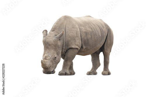 Rhinocerotidae big animal mammal standing isolated on white background.
