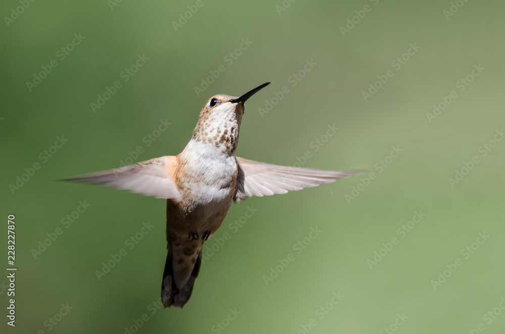 Fototapeta premium Adorable Little Rufous Hummingbird Hovering in Flight Deep in the Forest