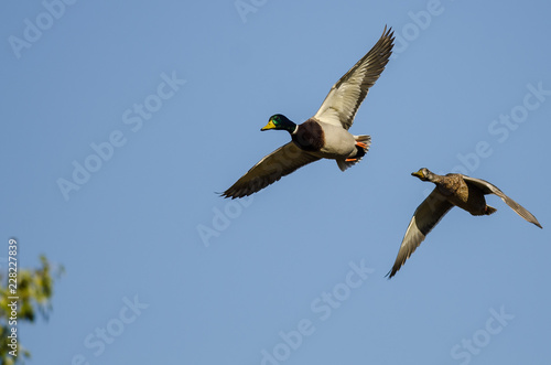 Pair of Mallard Ducks Flying Over the Autumn Trees