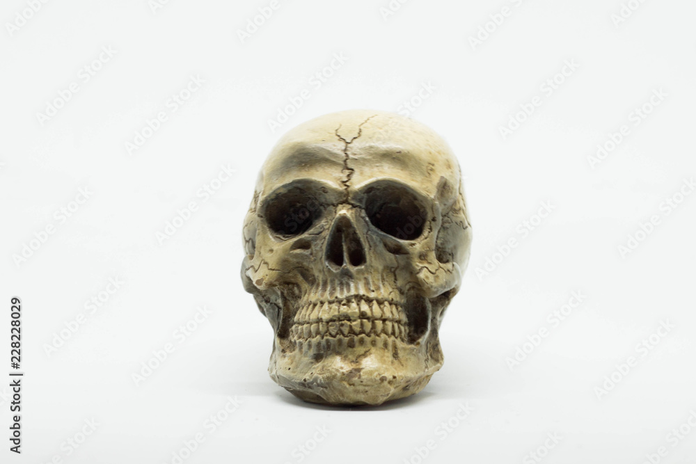 Obraz premium skull on brown vintage paper