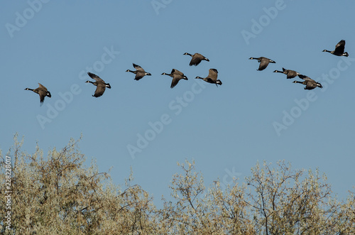 Flock of Canada Geese Flying Low Over the Marsh