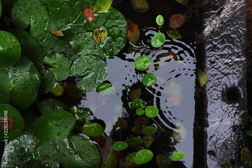 green leaves in water