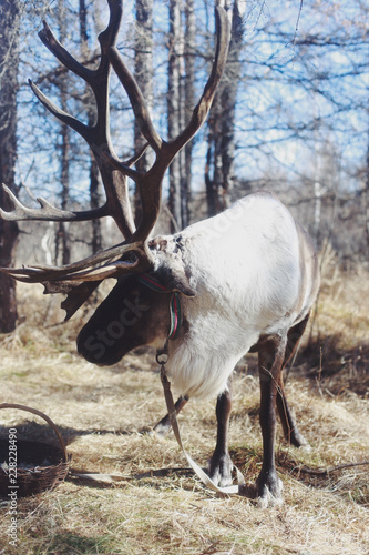 deer in the forest