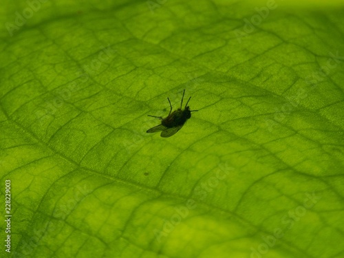 Fly Shadow on Leaf