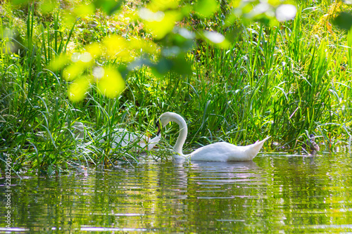 White swan on the canal with green leaves and beautiful reflection in water. 