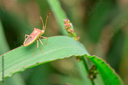 Insects on grass green in nature.